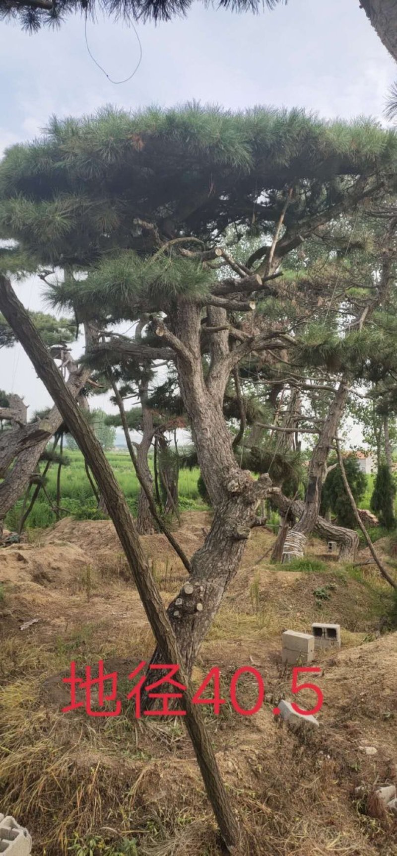 造型松