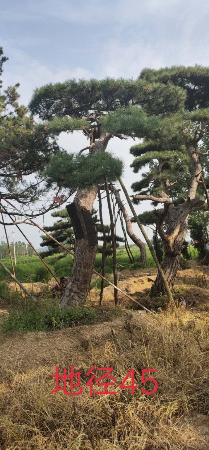 造型松
