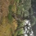 造型松