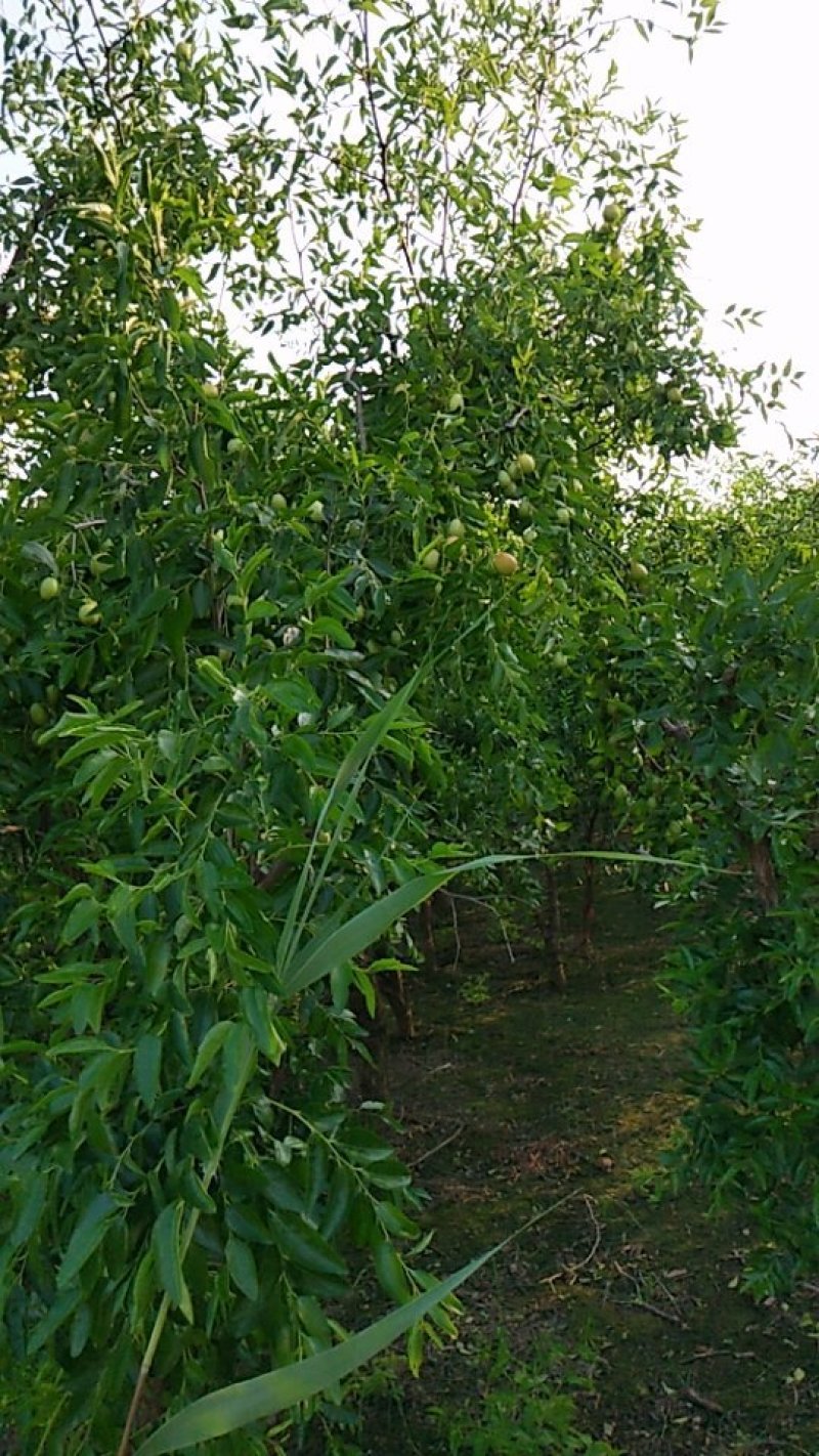 我处婆枣大量上市，加工蜜枣专用。价格便宜，自家百亩枣园。