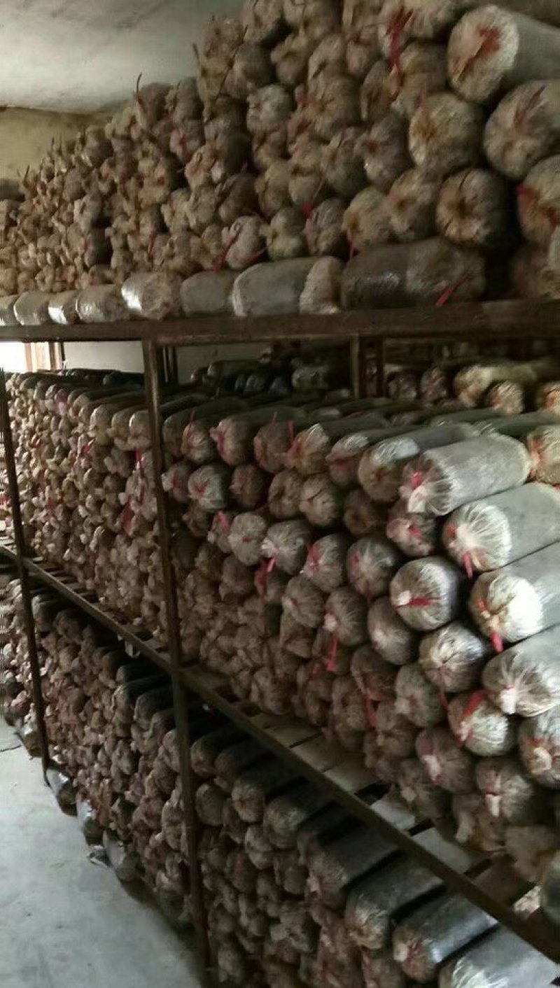 平菇菌种，棉籽壳栽培种，三级种大量现货供应中