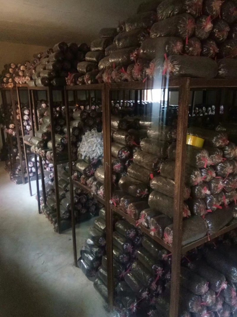 平菇菌种，棉籽壳栽培种，三级种大量现货供应中