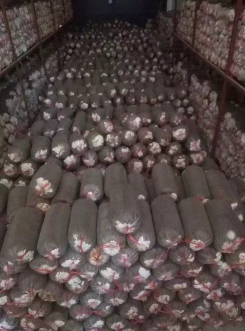 平菇菌种，棉籽壳栽培种，三级种大量现货供应中