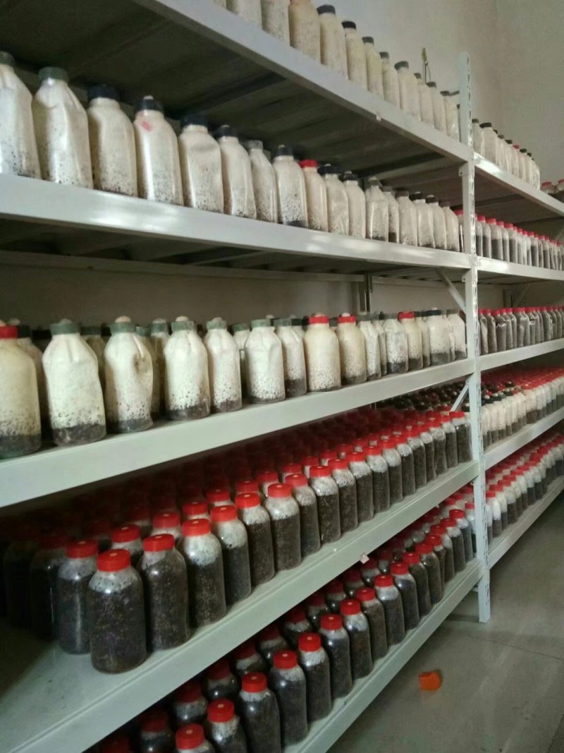 平菇菌种，棉籽壳栽培种，三级种大量现货供应中