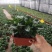 优质铜钱草碧玉