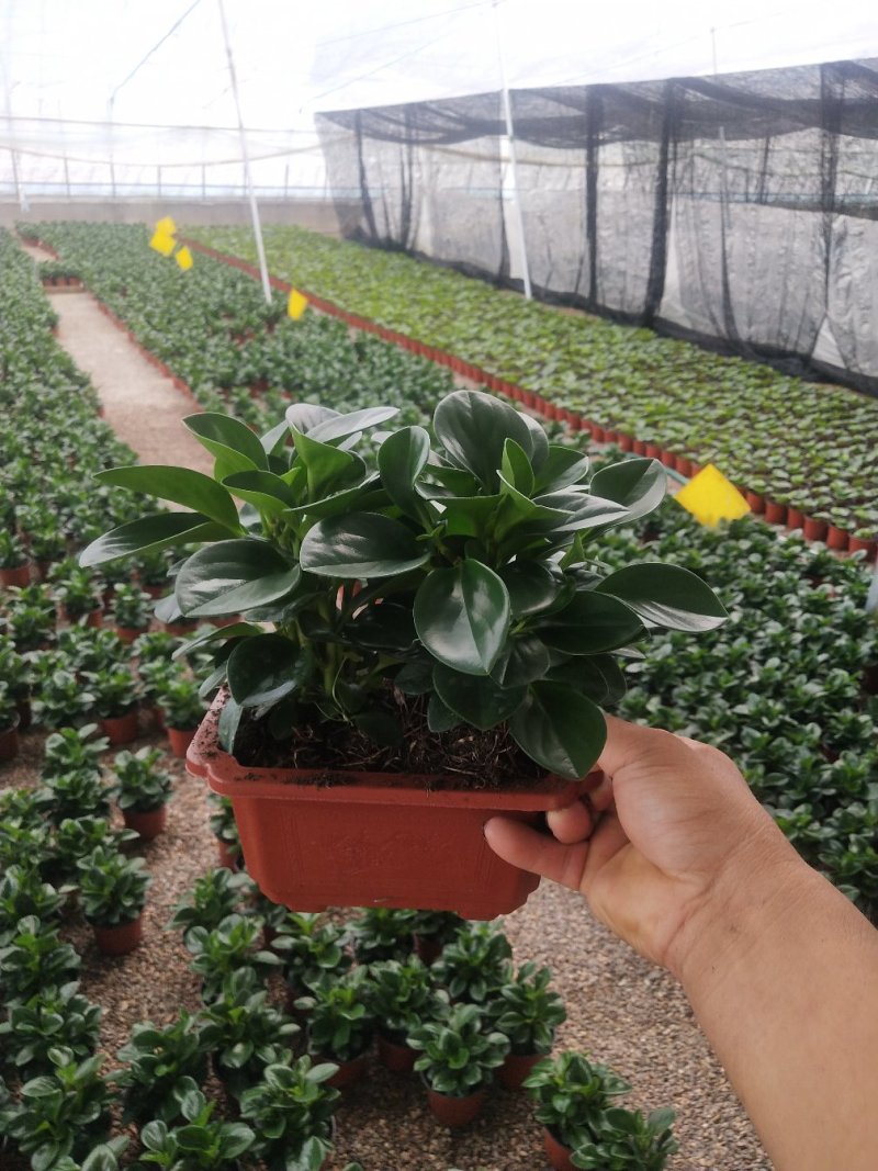 优质铜钱草碧玉