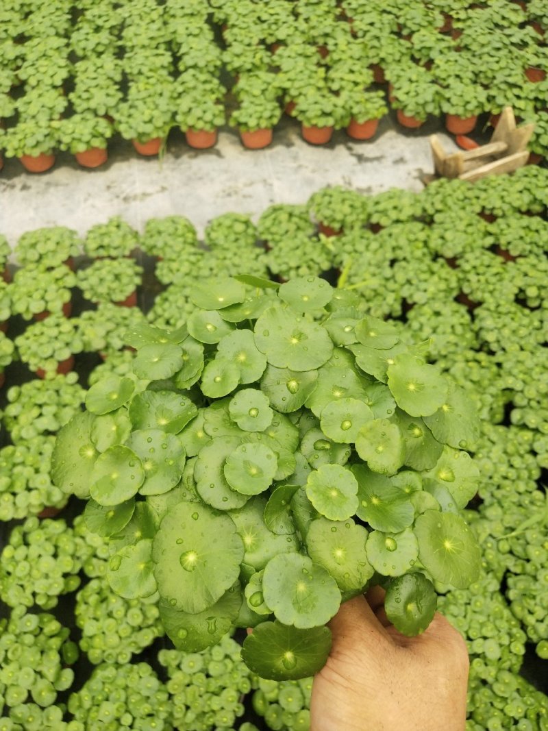 优质铜钱草碧玉