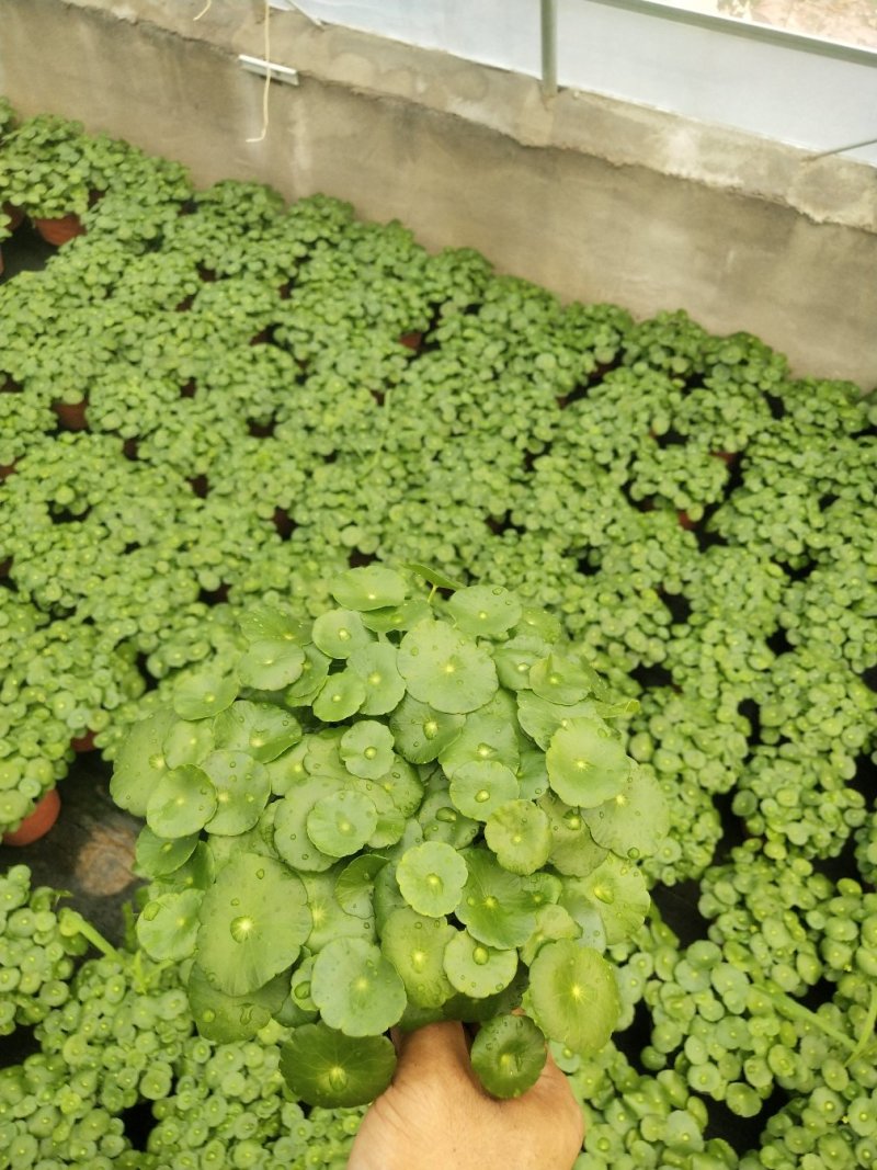 优质铜钱草碧玉