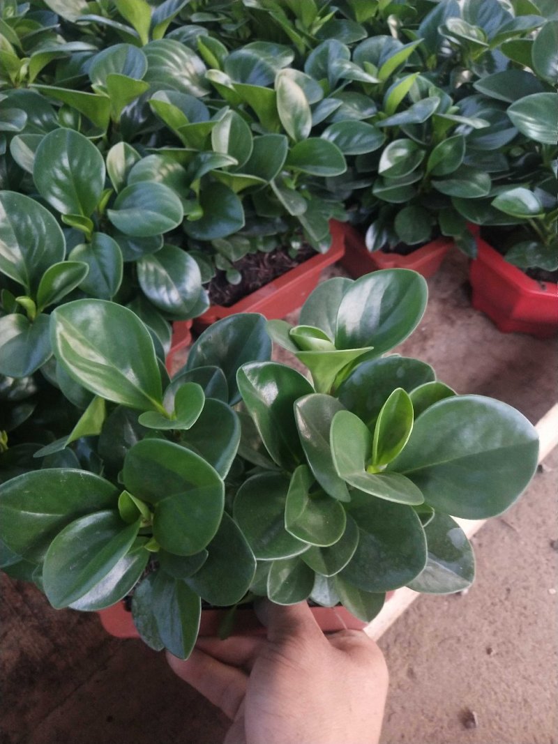 优质铜钱草碧玉