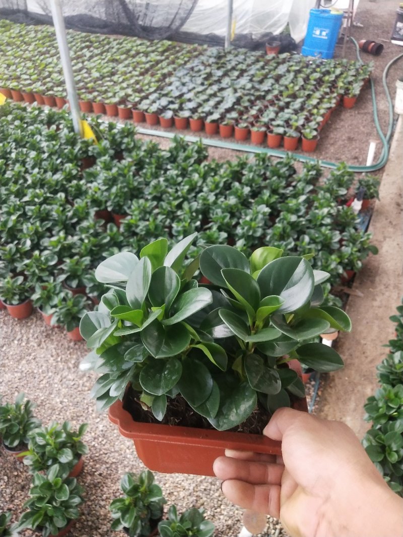 优质铜钱草碧玉