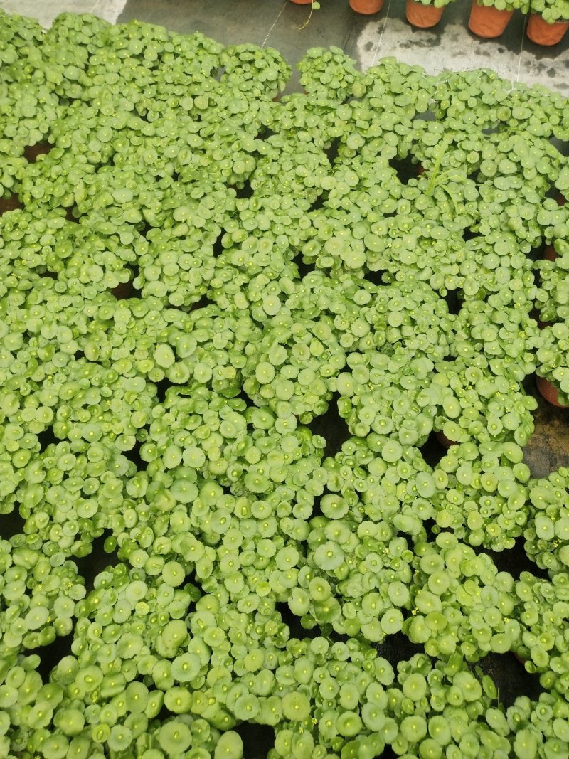 优质铜钱草碧玉