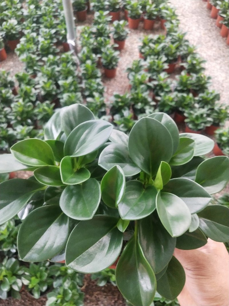 优质铜钱草碧玉