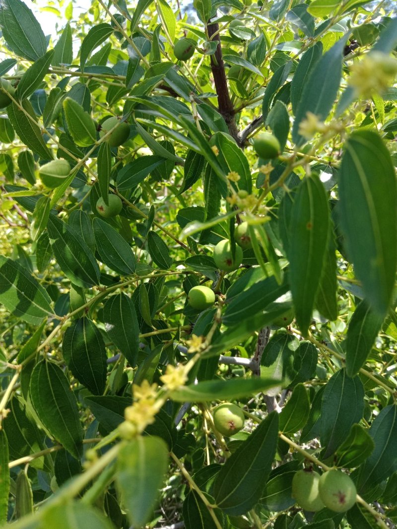 酸枣