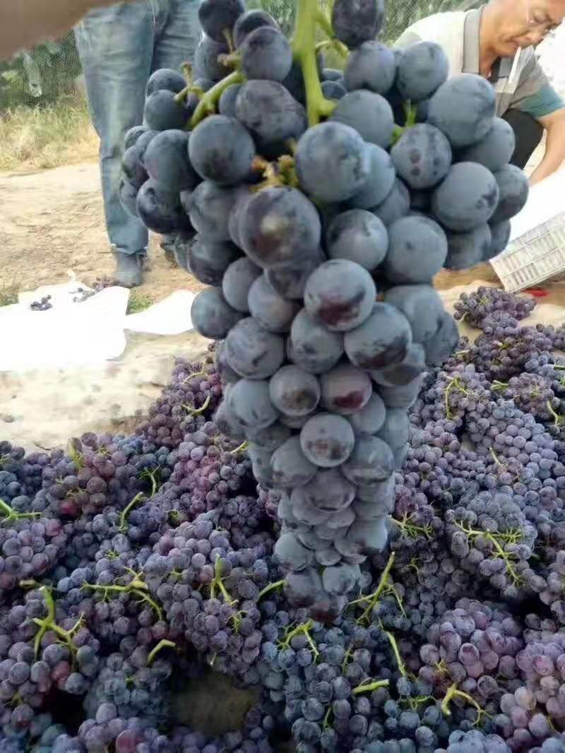 水果