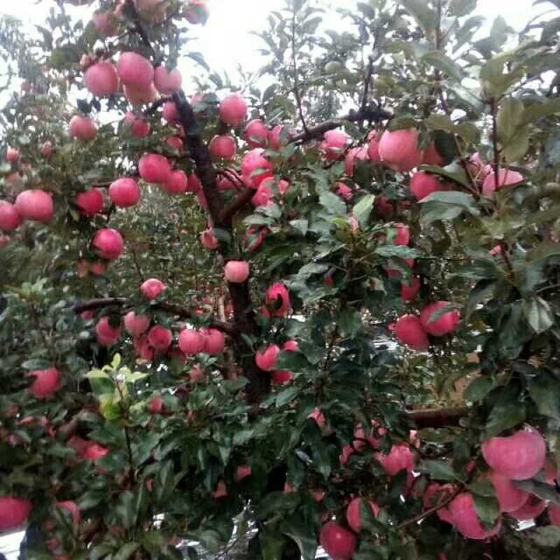 红露苹果山东红露苹果品种齐全货源很多