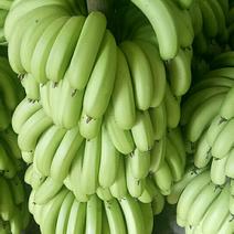 巴西香蕉0.8元一斤，大量现货，实力接单，质量保障