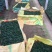金鱼花盆栽种植户直销一手货源提供技术指导视频看货放心选苗