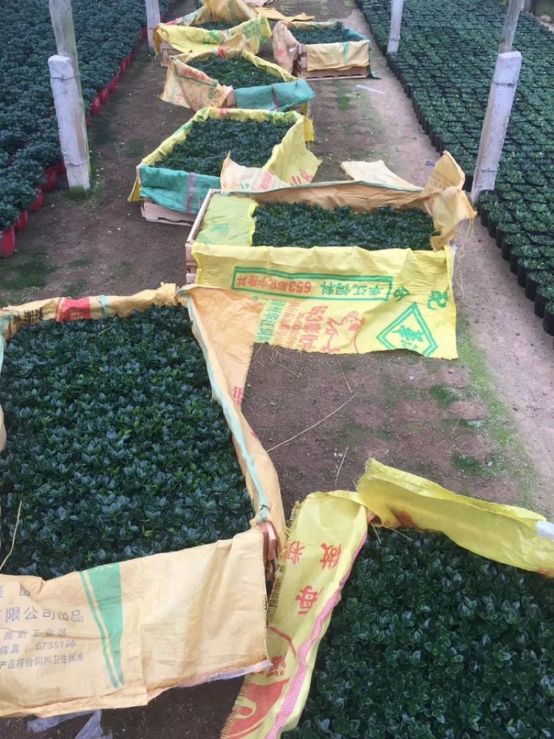 金鱼花盆栽种植户直销一手货源提供技术指导视频看货放心选苗