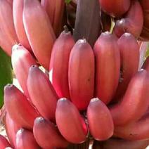 红香蕉精品美人蕉，红香蕉，现摘现发，实力接单
