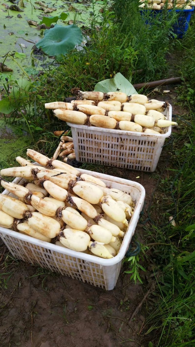 赛珍珠莲藕