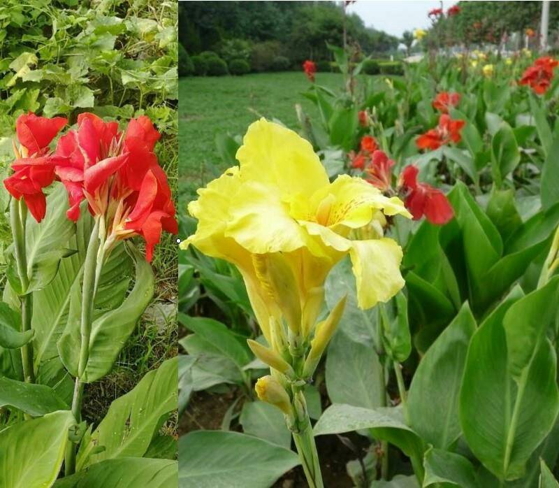 美人蕉种子花卉水草道路绿化河道造景土培水培水质净化