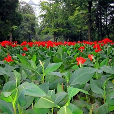 美人蕉种子花卉水草道路绿化河道造景土培水培水质净化