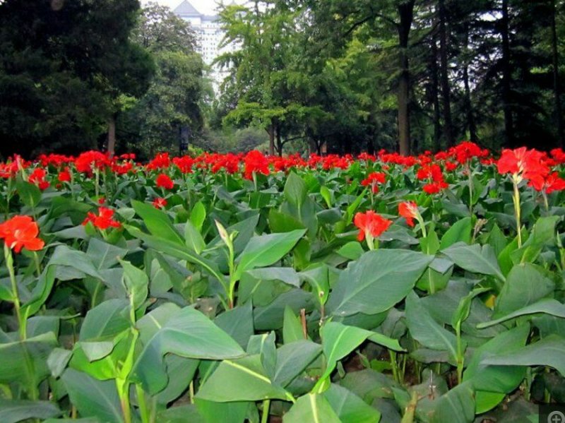 美人蕉种子花卉水草道路绿化河道造景土培水培水质净化