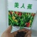 美人蕉种子花卉水草道路绿化河道造景土培水培水质净化