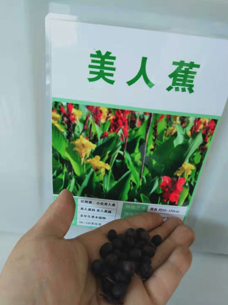 美人蕉种子花卉水草道路绿化河道造景土培水培水质净化