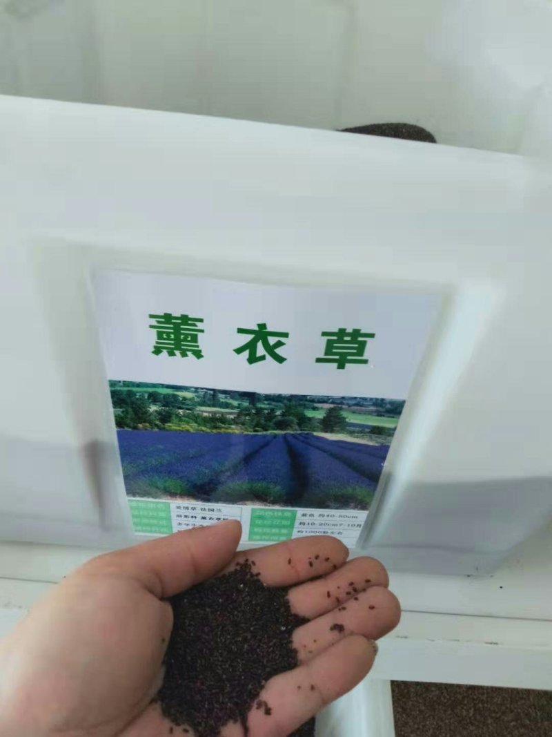 薰衣草种子春秋种植盆栽薰衣草香草种子绿化草花种子