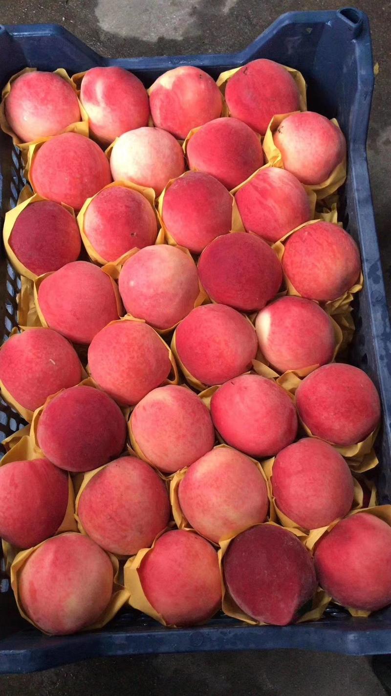 山东水蜜桃口感甜脆质量保证全国发货货源充足
