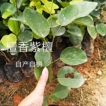 正宗印度檀香紫檀，小叶紫檀名贵红木树苗基地直发，