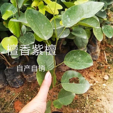 正宗印度檀香紫檀，小叶紫檀名贵红木树苗基地直发，