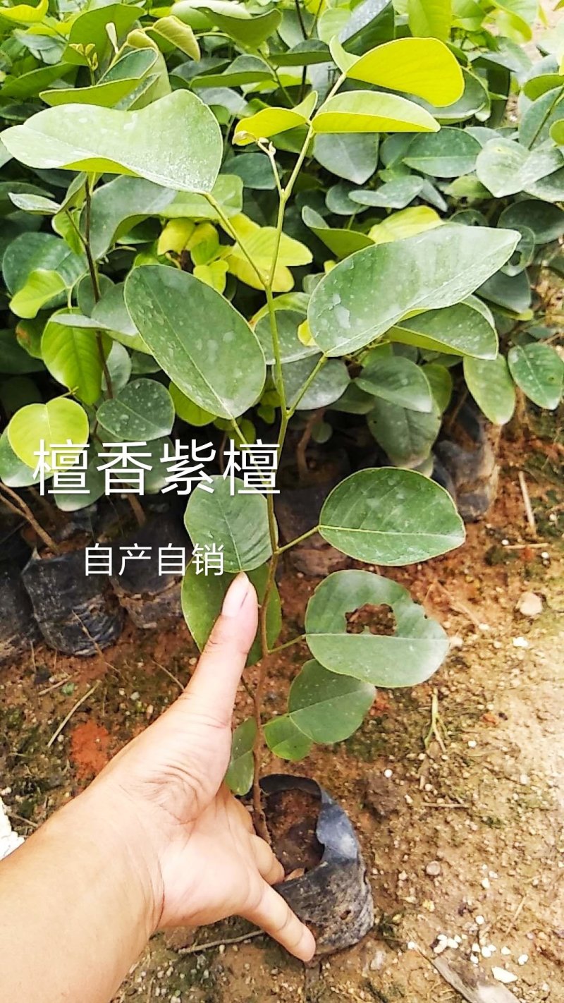 正宗印度檀香紫檀，小叶紫檀名贵红木树苗基地直发，
