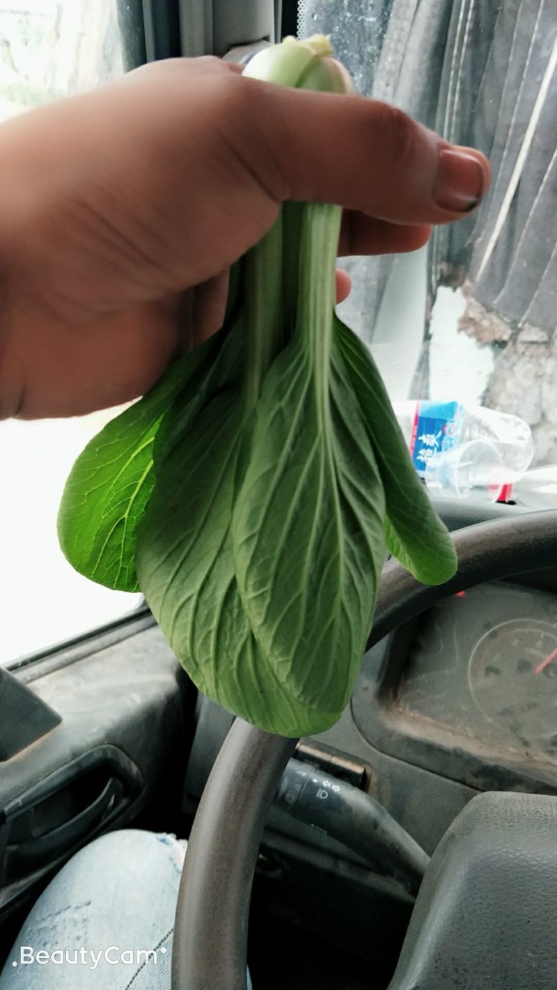 精品油菜