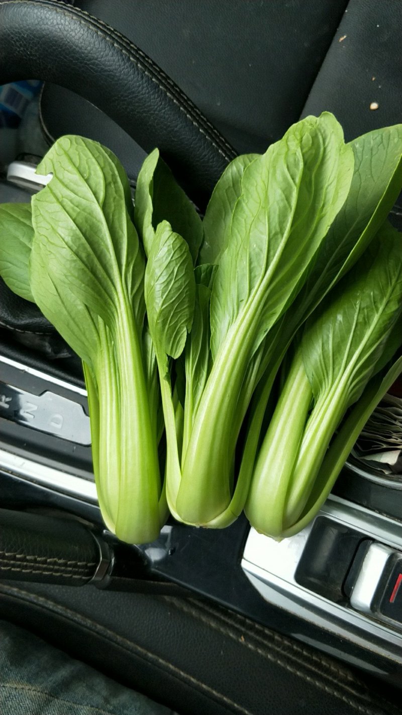 精品油菜