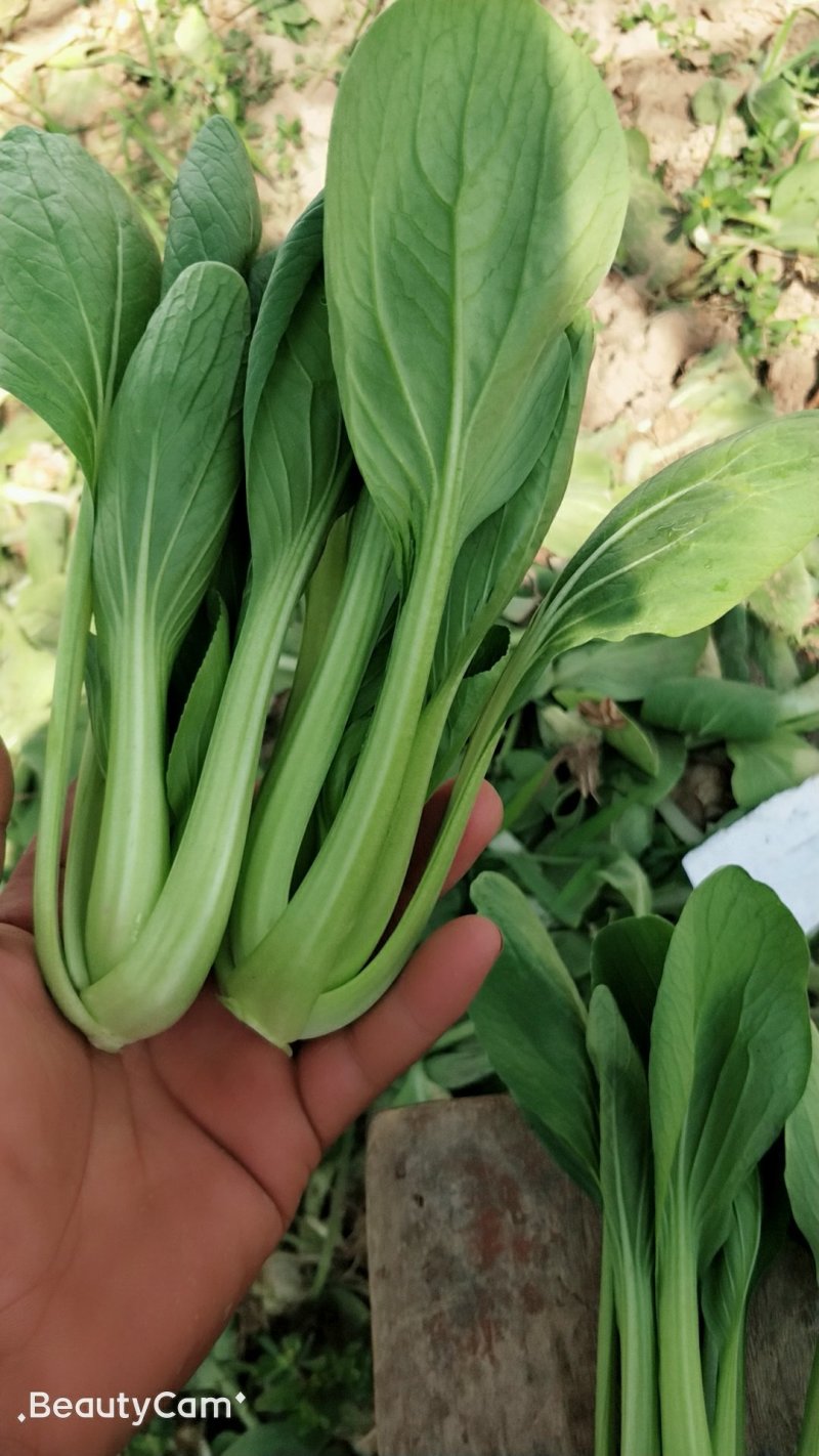 精品油菜