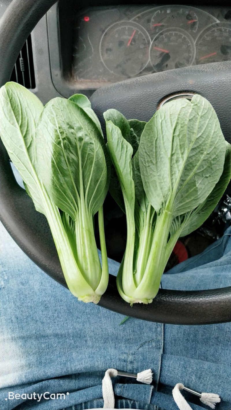 精品油菜