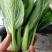 精品油菜