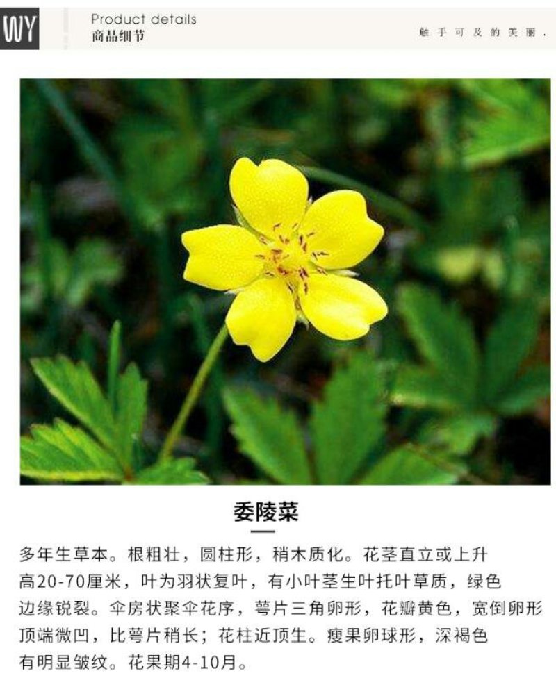 委陵菜种子白头翁蛤蟆草种子庭院多年生景观地被植物耐寒耐