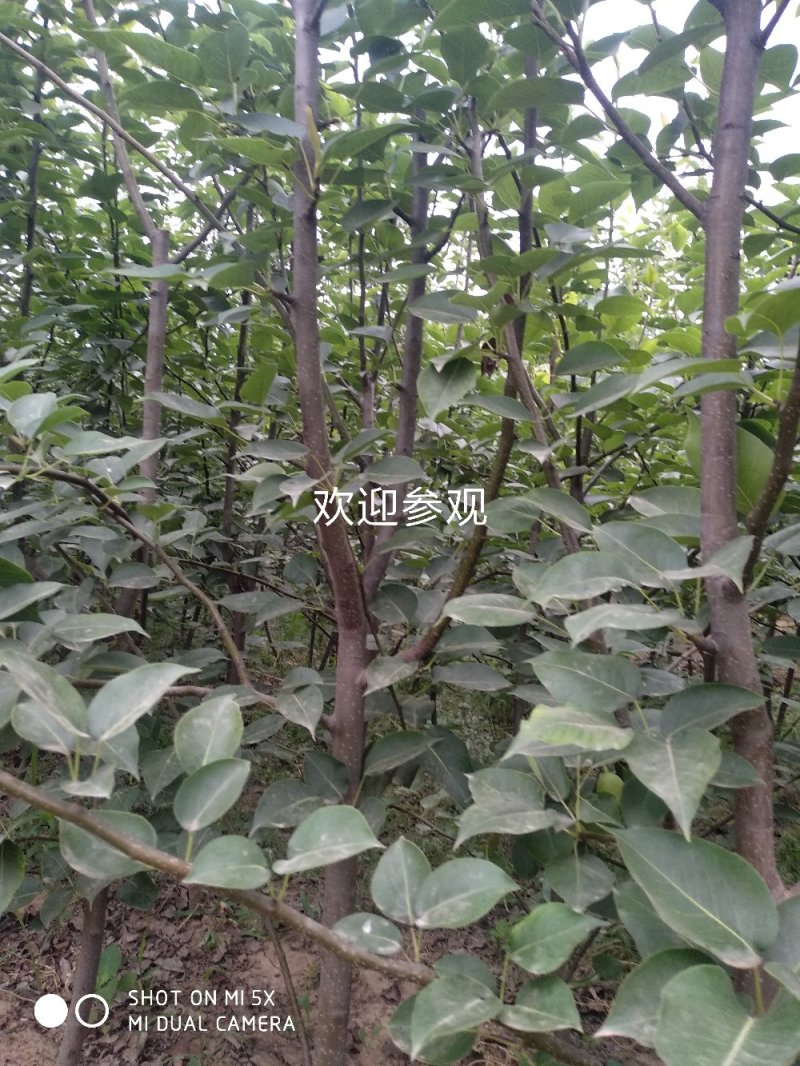 四年生新梨七号梨树