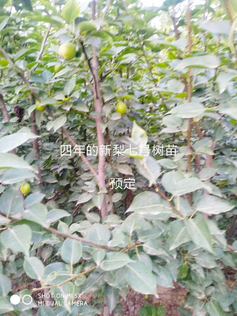 四年生新梨七号梨树