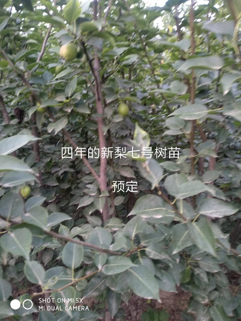 四年生新梨七号梨树