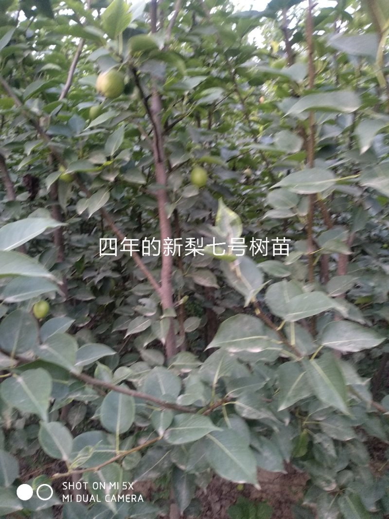 四年生新梨七号梨树