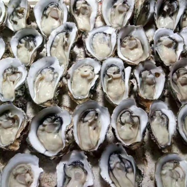 生蚝带壳批发零售烧烤档星级酒店饭店五毛一个起批。