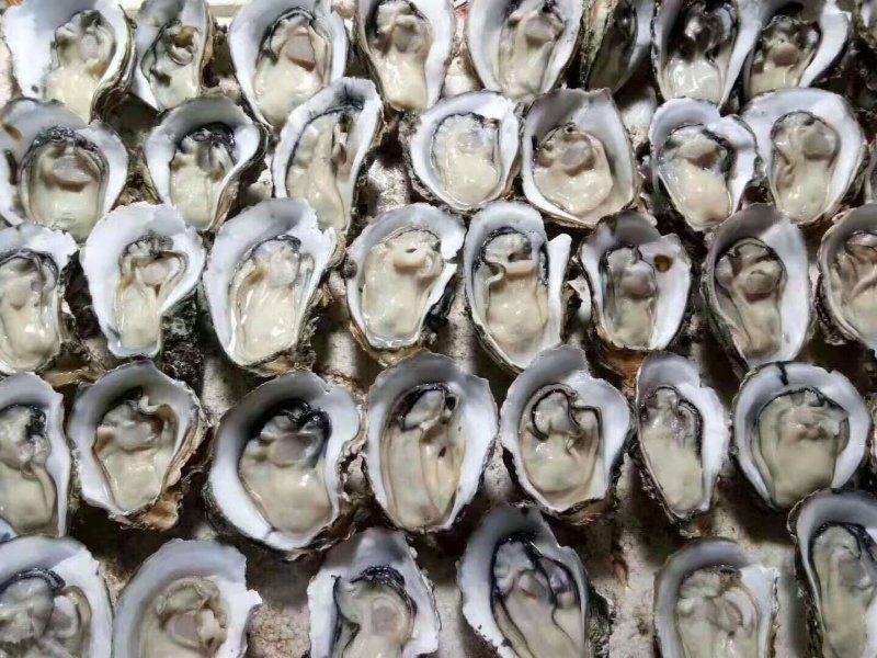 生蚝带壳批发零售烧烤档星级酒店饭店五毛一个起批。