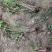 红花醡浆草紫叶醡浆草价格优惠