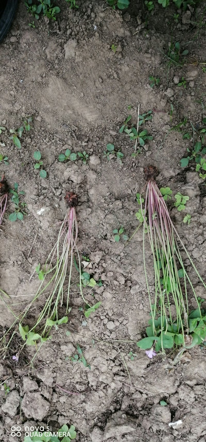 红花醡浆草紫叶醡浆草价格优惠