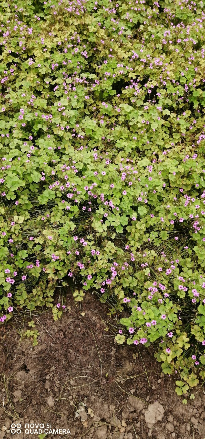 红花醡浆草紫叶醡浆草价格优惠