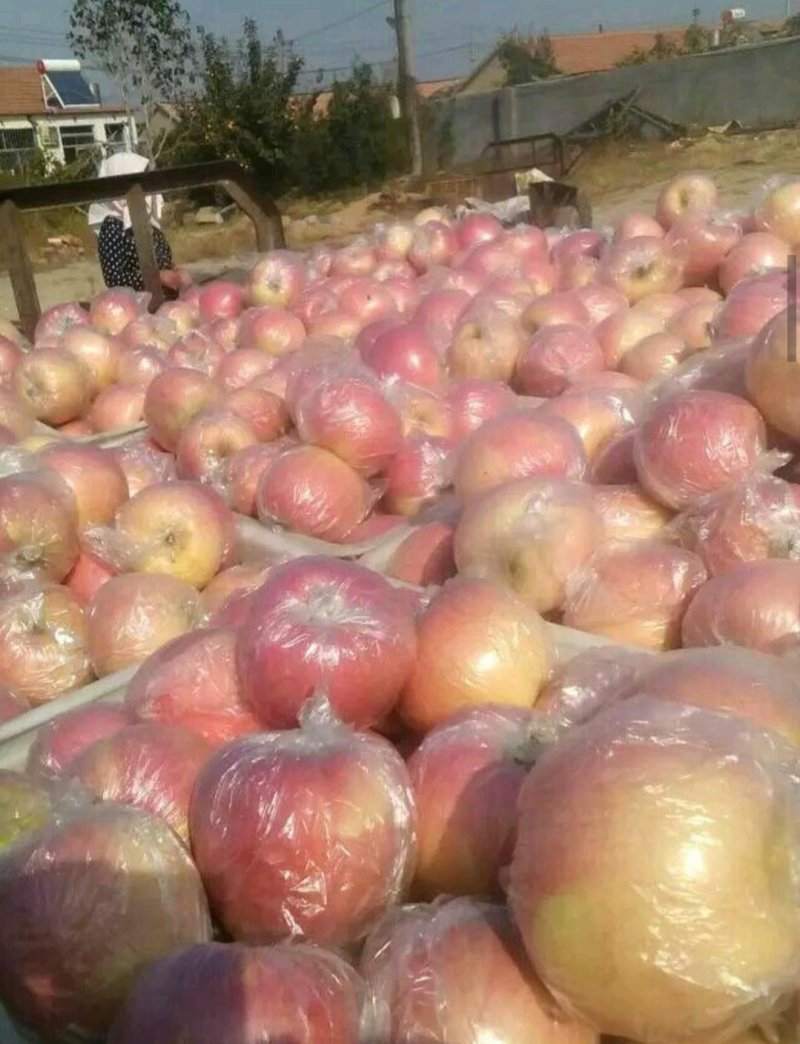 美八苹果批发产地直销货源充足价格便宜